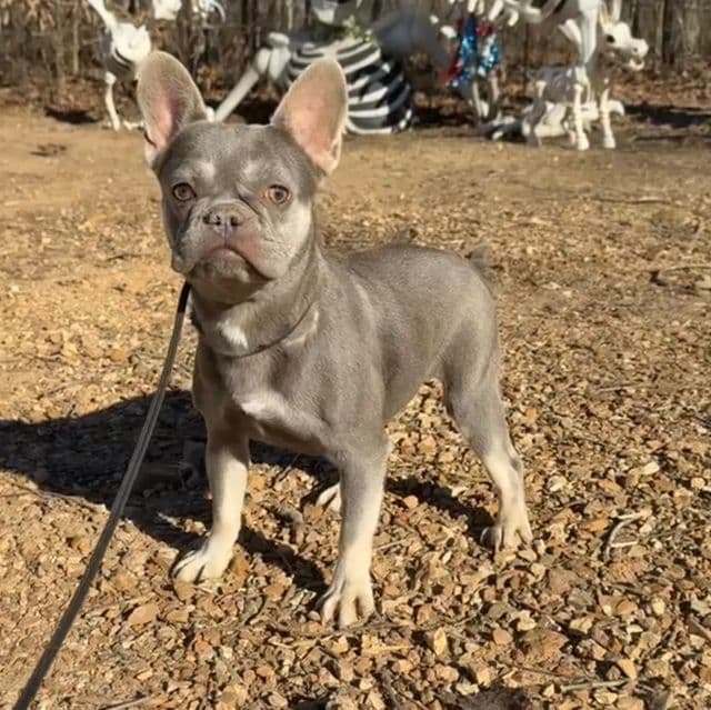 Sierra - French Bulldog Female