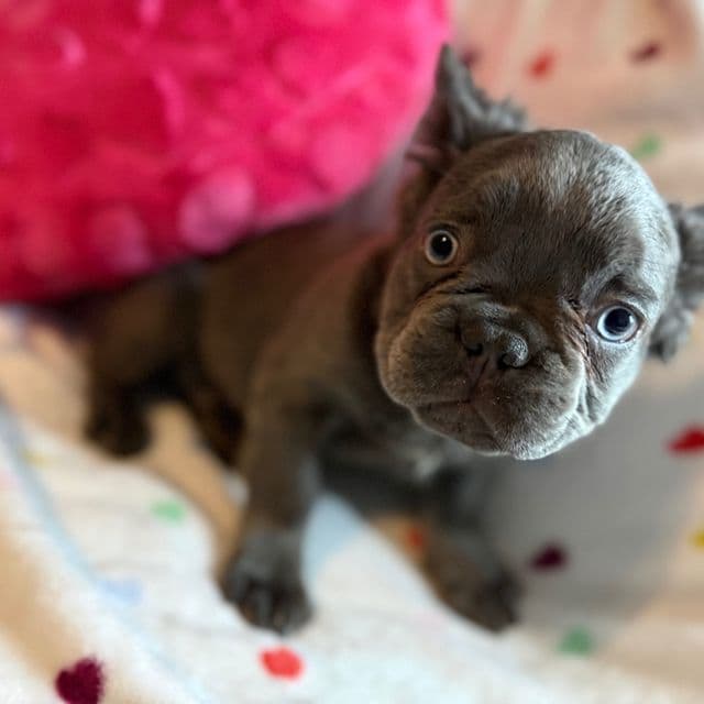 Fluffy Faye - French Bulldog Female