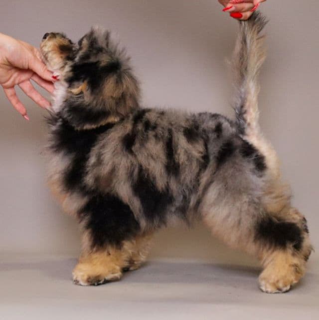 Lolita - Toy Poodle Female