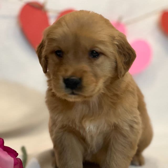 Brielle - Golden Retriever Female