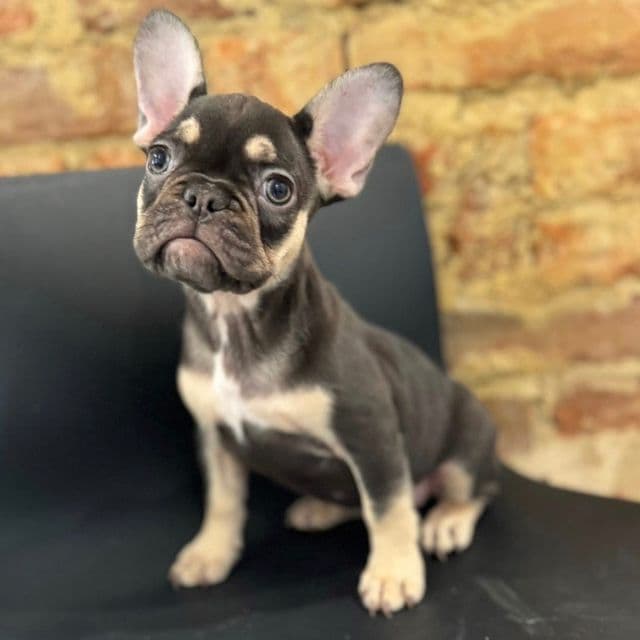 Squirt - French Bulldog Female