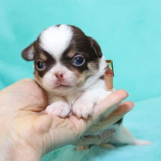 Fluke - Chihuahua Male