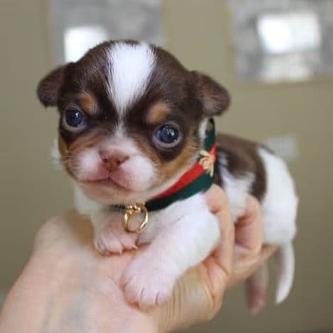 Rocky - Chihuahua Male