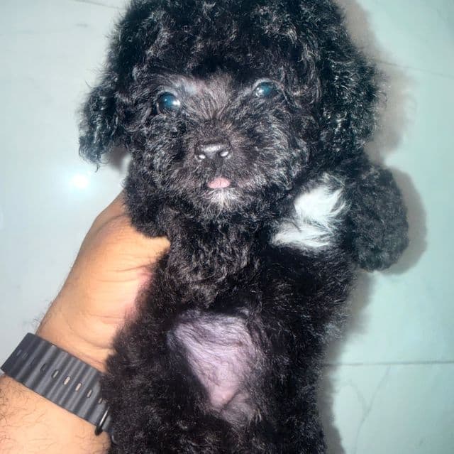 Stormy - Toy Poodle Female