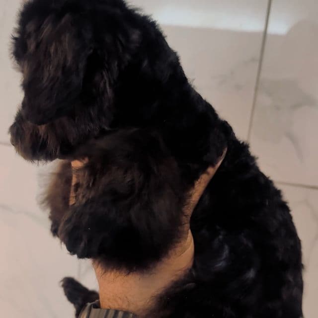 Sabrina - Yorkipoo Female