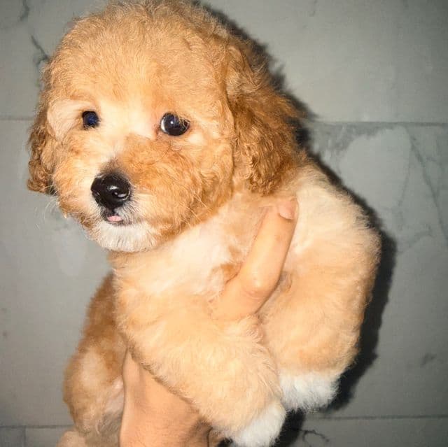 Bear - Toy Poodle Male