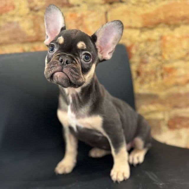 Squirt - French Bulldog Female