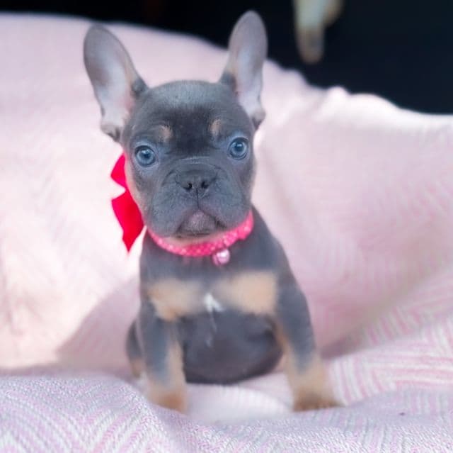 Macaroon - French Bulldog Female
