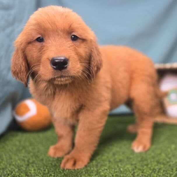 Lucy - Golden Retriever Female