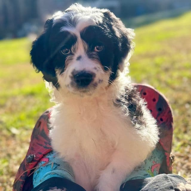 Cocoa - Aussiedoodle Female
