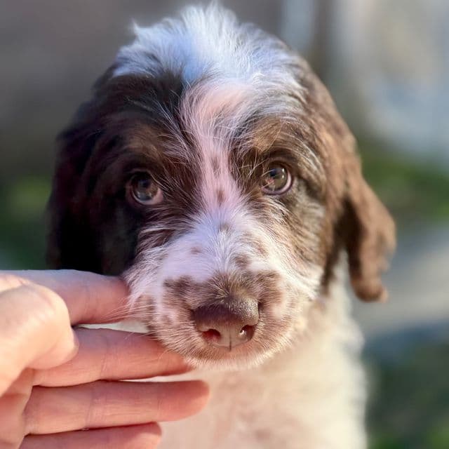 Jack - Aussiedoodle Male