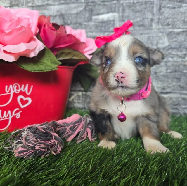 Chole - Australian Shepherd Female