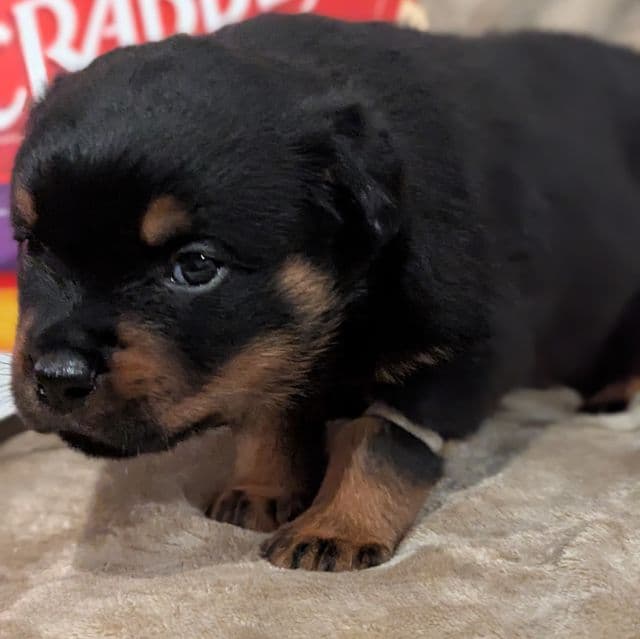 Luey - Rottweiler Male