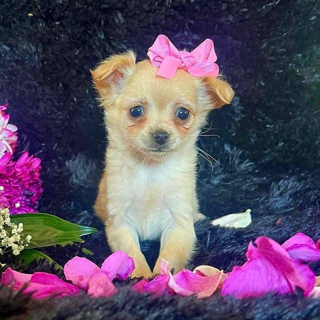 Ella (Pink Bow) - Chihuahua Female