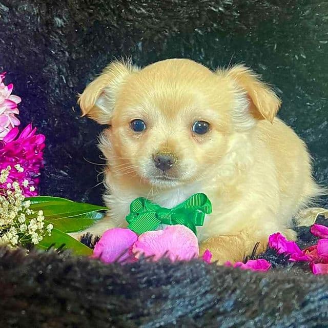 Chance (Green Bow) - Chihuahua Male