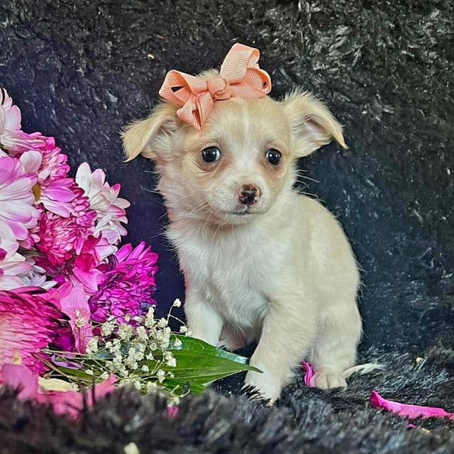 Lilly - Chihuahua Female