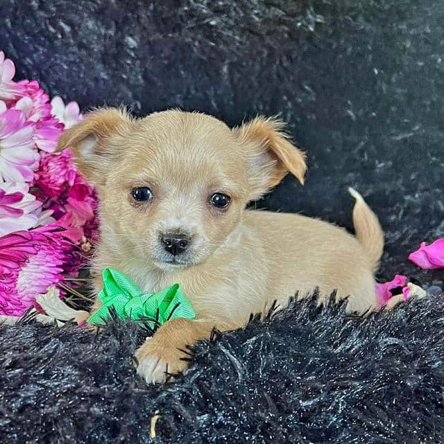 Chico - Chihuahua Male