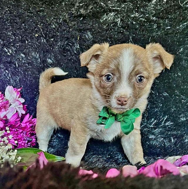 Pablo (Green Bow ) - Chihuahua Male