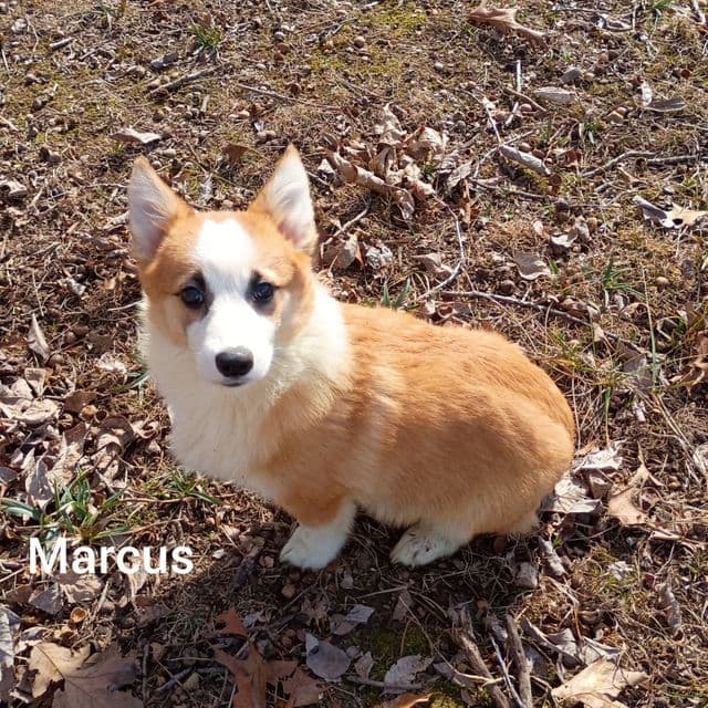 Marcus - Pembroke Welsh Corgi Male
