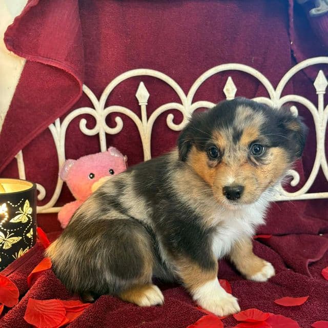 Hawaii - Australian Shepherd Female