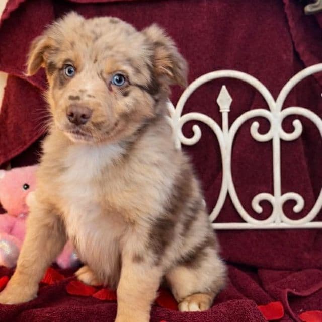 California - Australian Shepherd Male