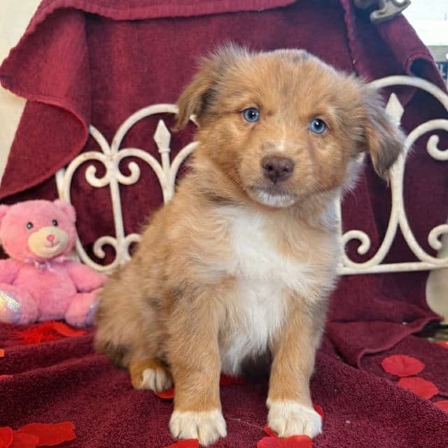 Alaska - Australian Shepherd Female