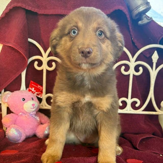 Utah - Australian Shepherd Female