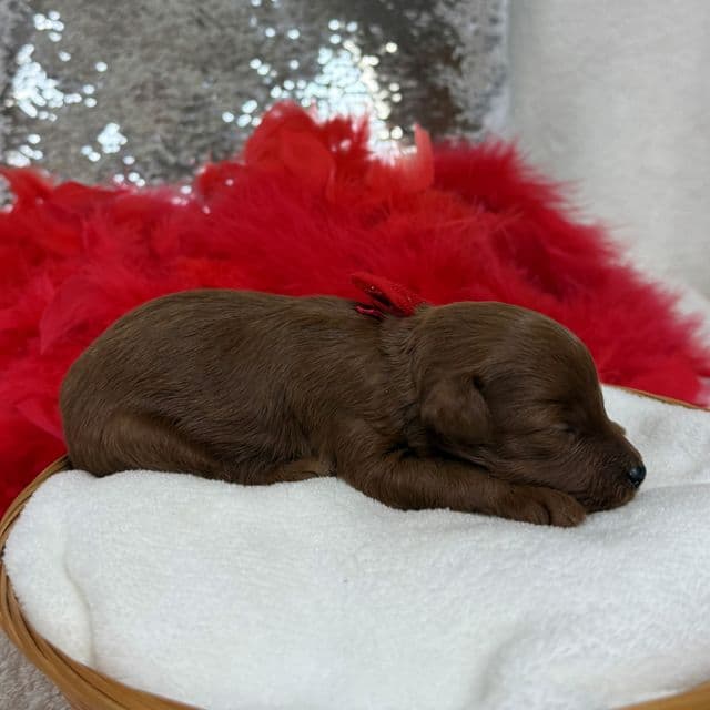 Brinley Red Boy - Goldendoodle Male