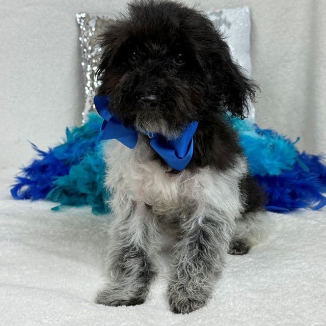 Cici Blue Boy - Toy Poodle Male