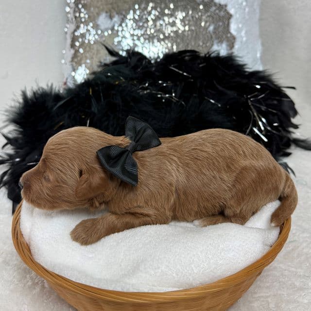 Brinley Black Boy - Goldendoodle Male