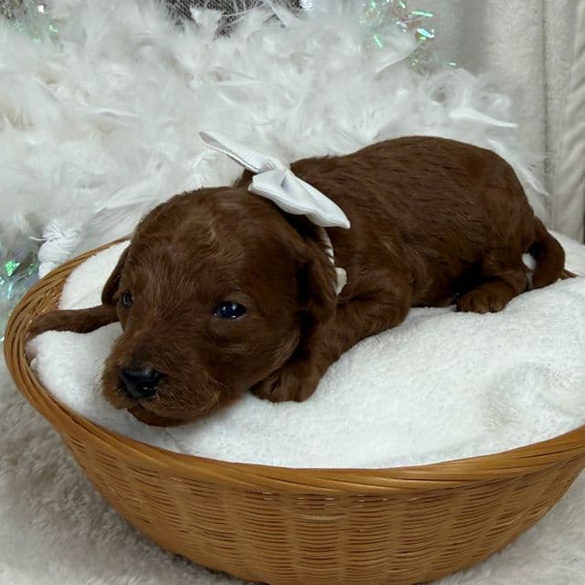 Brinley White Boy - Goldendoodle Male