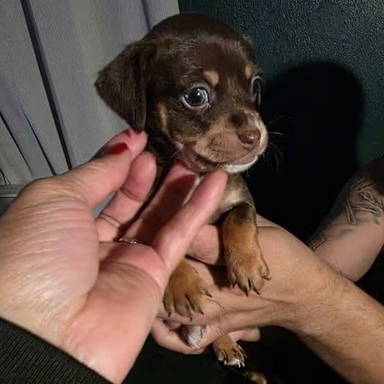 Cupid (Tiny Toy) - Chihuahua Male