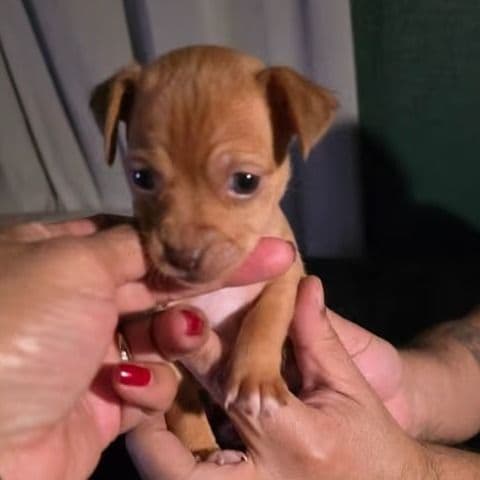 Blossom - Chihuahua Female