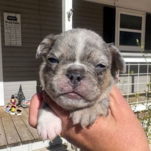 Patch - French Bulldog Male