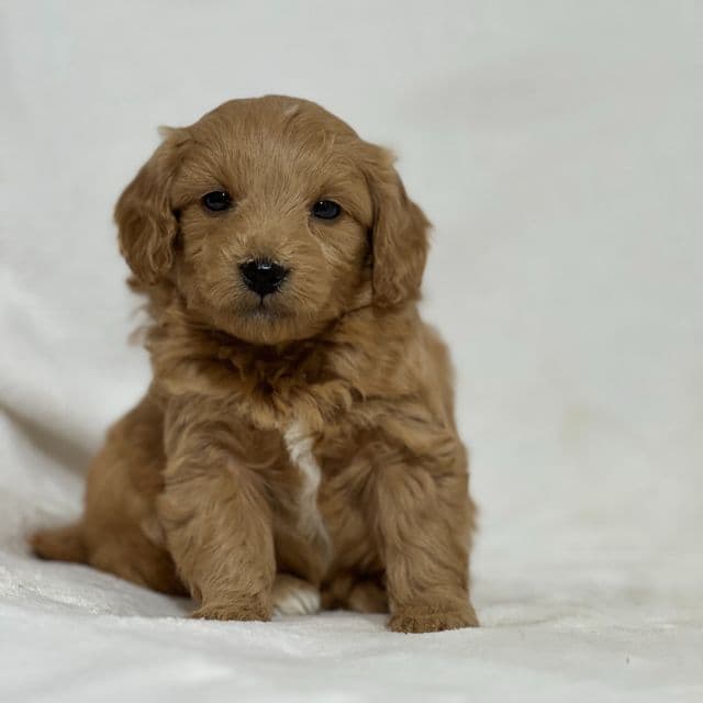 Boo - Goldendoodle Male