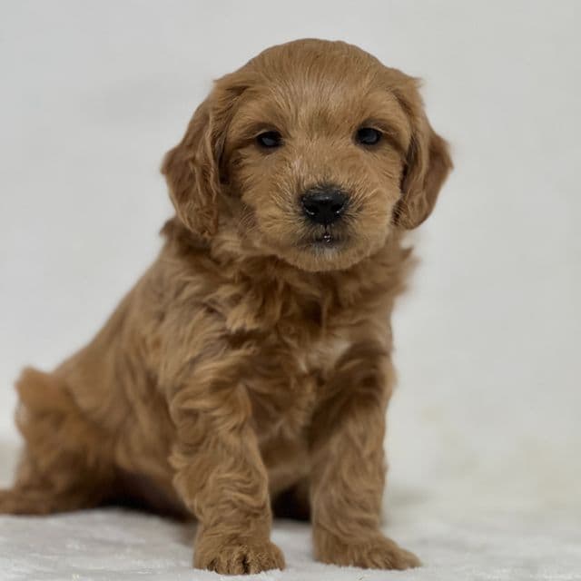 Bear - Goldendoodle Male
