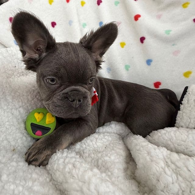 Fluffy Fifi - French Bulldog Female
