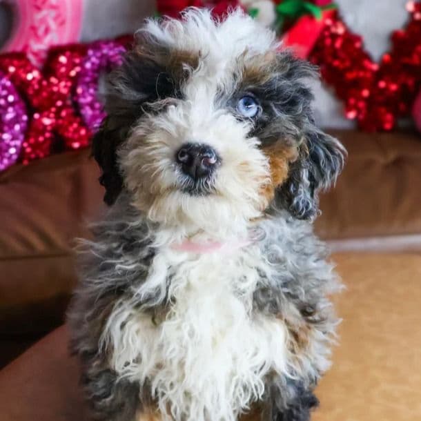 Mia - Bernedoodle Female
