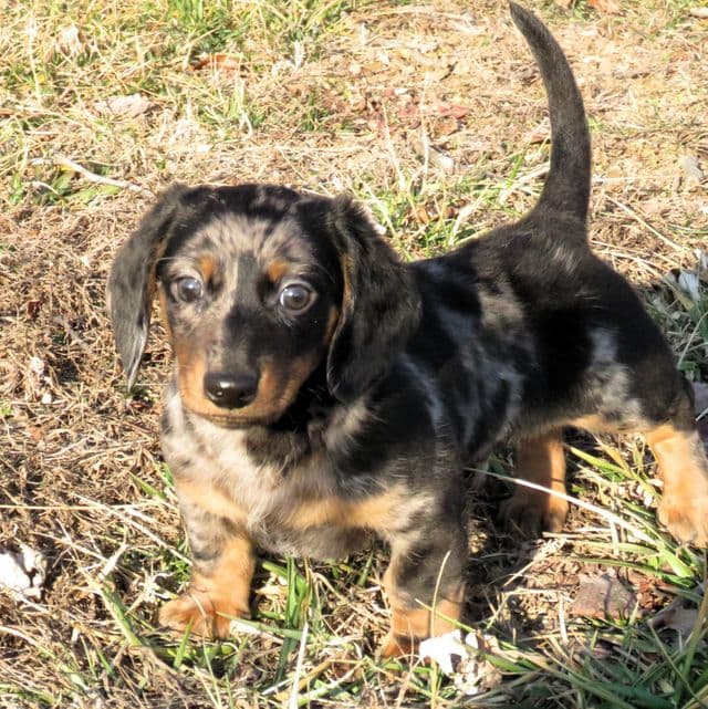Elfish Presley - Dachshund Male