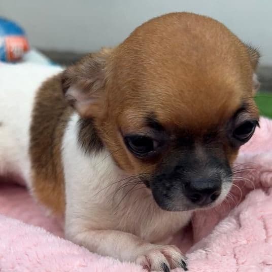 Cupid - Chihuahua Male