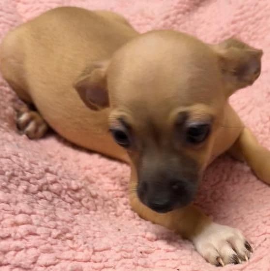 STORMY - Chihuahua Female