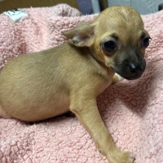 SHELBY - Chihuahua Female