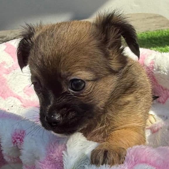 Hallie - Chihuahua Female