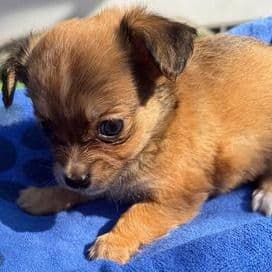 Hugo - Chihuahua Male