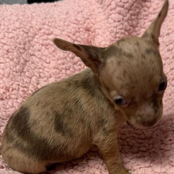 Sallie - Chihuahua Female