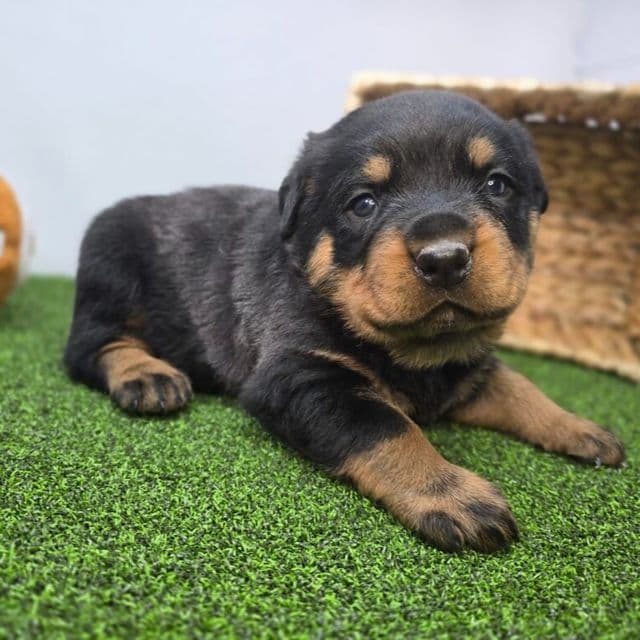 Ronan - Rottweiler Male
