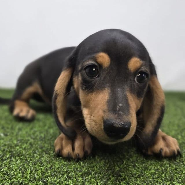 Emmy - Dachshund Female