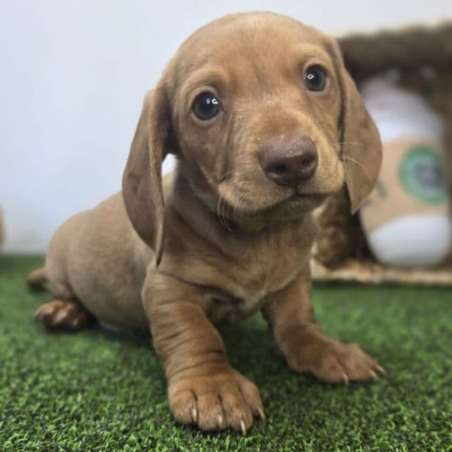 Winston - Dachshund Male
