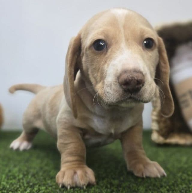 Ash - Dachshund Male