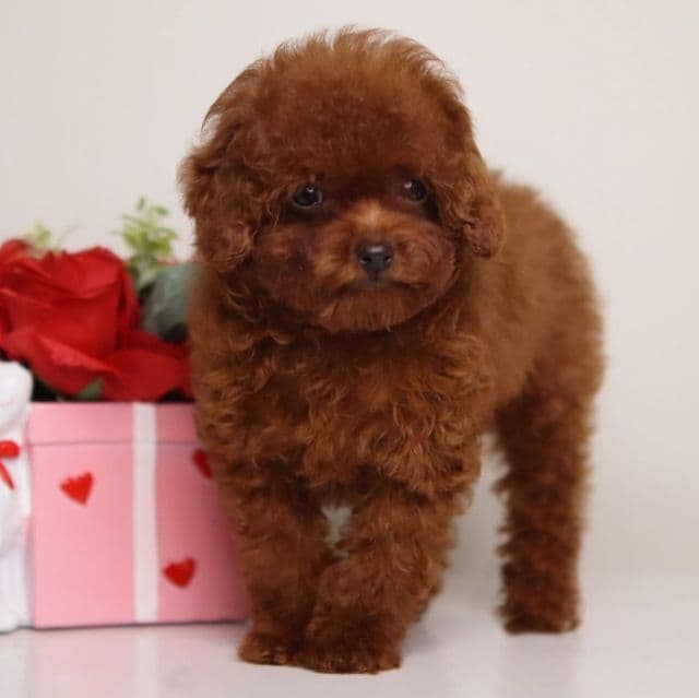 MING – MAHOGANY RED TOY - Toy Poodle Female